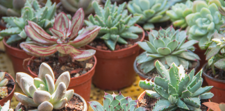 Free Succulent Swap & Ice Cream Social Coming to Mountain View Park