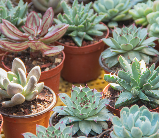 Free Succulent Swap & Ice Cream Social Coming to Mountain View Park