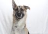 Adoptable Pet of the Week: Skip