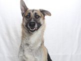Adoptable Pet of the Week: Skip