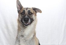 Adoptable Pet of the Week: Skip