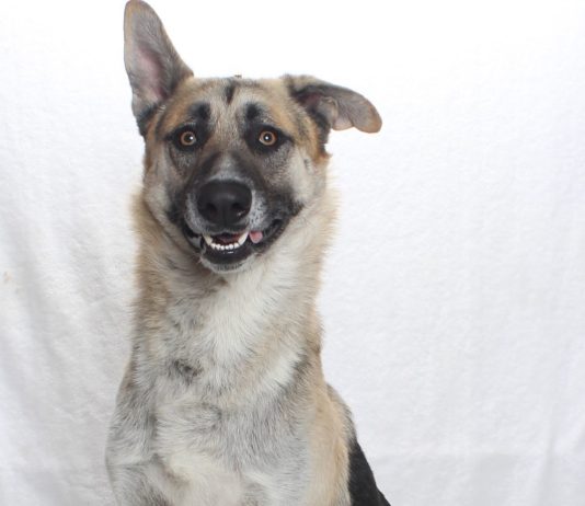 Adoptable Pet of the Week: Skip