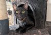 Adoptable Pet of the Week: Espresso
