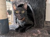Adoptable Pet of the Week: Espresso