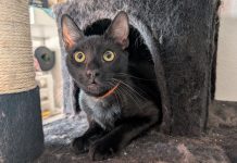 Adoptable Pet of the Week: Espresso