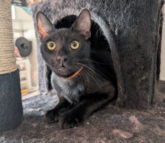 Adoptable Pet of the Week: Espresso