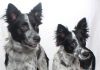 Adoptable Pets of the Week: Ozzie and Harriet