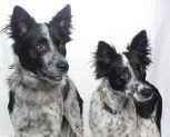 Adoptable Pets of the Week: Ozzie and Harriet