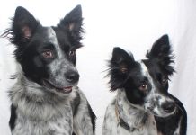 Adoptable Pets of the Week: Ozzie and Harriet