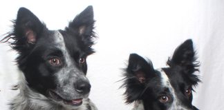 Adoptable Pets of the Week: Ozzie and Harriet