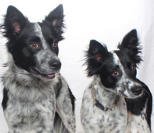 Adoptable Pets of the Week: Ozzie and Harriet