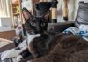 Adoptable Pet of the Week: Sister