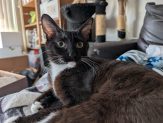 Adoptable Pet of the Week: Sister