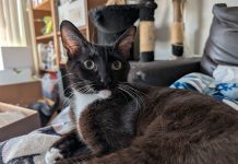Adoptable Pet of the Week: Sister