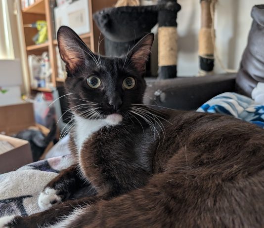 Adoptable Pet of the Week: Sister