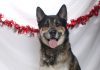 Adoptable Pet of the Week: Tyson