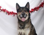 Adoptable Pet of the Week: Tyson