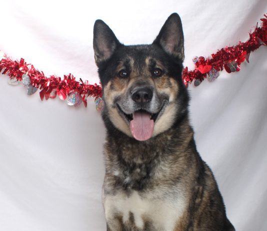 Adoptable Pet of the Week: Tyson