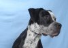 Adoptable Pet of the Week: Lacey