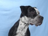 Adoptable Pet of the Week: Lacey