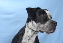 Adoptable Pet of the Week: Lacey