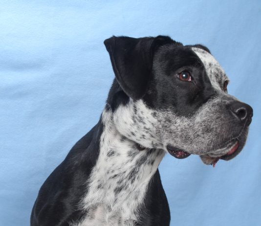 Adoptable Pet of the Week: Lacey