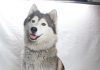 Adoptable Pet of the Week: Dumpling