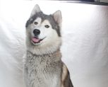 Adoptable Pet of the Week: Dumpling