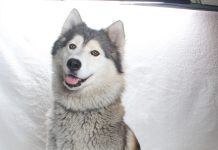 Adoptable Pet of the Week: Dumpling