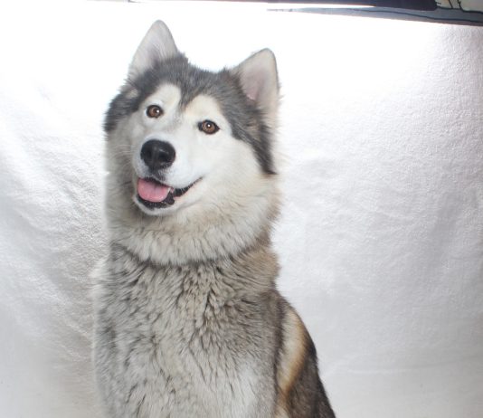 Adoptable Pet of the Week: Dumpling
