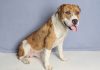 Adoptable Pet of the Week: Andre