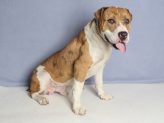 Adoptable Pet of the Week: Andre