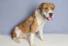 Adoptable Pet of the Week: Andre