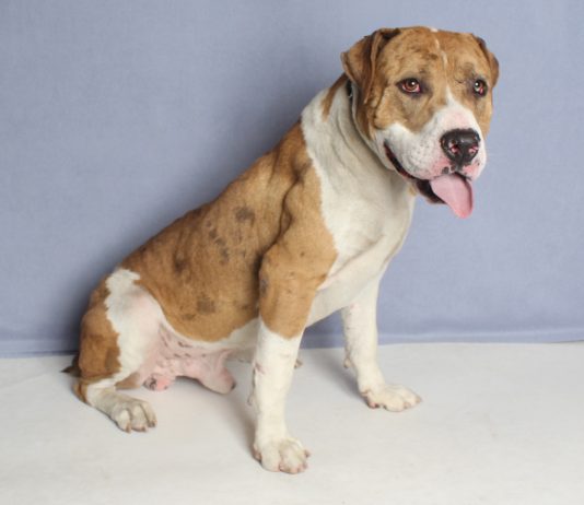 Adoptable Pet of the Week: Andre