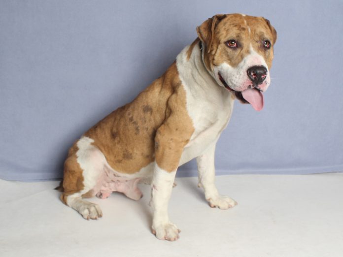 A141226 Andre Mn Pitbull Catahoula Leopard Hound mix 2Y Avail Soon (7)