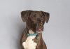 Adoptable Pet of the Week: Mozzy