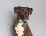 Adoptable Pet of the Week: Mozzy