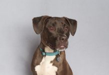 Adoptable Pet of the Week: Mozzy