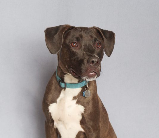Adoptable Pet of the Week: Mozzy