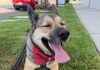 Adoptable Pet of the Week: Tecate