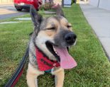 Adoptable Pet of the Week: Tecate
