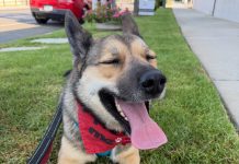 Adoptable Pet of the Week: Tecate