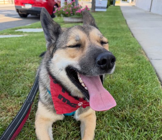 Adoptable Pet of the Week: Tecate
