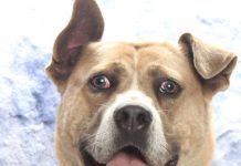 Adoptable Pet of the Week: Baby Boy