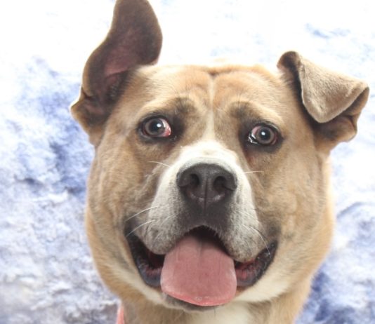 Adoptable Pet of the Week: Baby Boy
