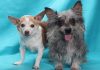 Adoptable Pets of the Week: Hercules and Teddy