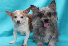 Adoptable Pets of the Week: Hercules and Teddy