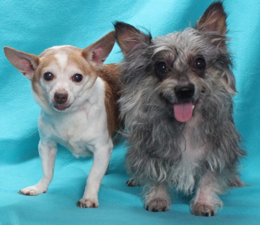 Adoptable Pets of the Week: Hercules and Teddy