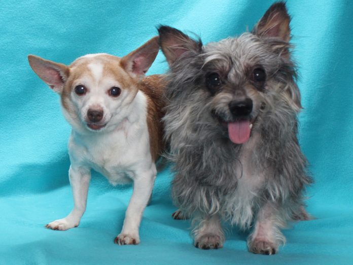 A141397 Teddy A141398 Hercules Bonded 9Y Avail Soon (4)