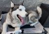 Adoptable Pet of the Week: Denali